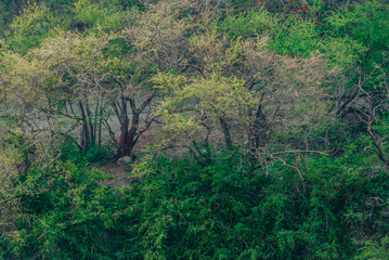 trees in the forest