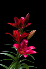 Red Lily with green leaves on a black background, picture of this Lily was taken at spring time  in Queen Elizabeth Park  Vancouver Canada