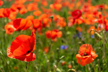 Fototapeta premium Mohnblume
