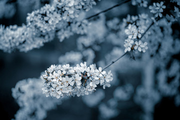 Photo of toned closeup blossoming tree in forest or park. Beautiful nature background