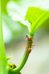 An ant is trying to climb to the top of the leaf to find food. Life on the interesting small world of ants.