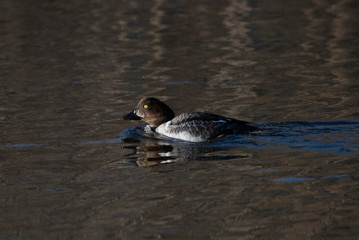 Female Gadwall swimming in a pond an early sunny morning in a pond in the district Djurgården in Stockholm