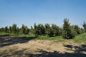 Fototapeta na wymiar Picture of an apple orchard.