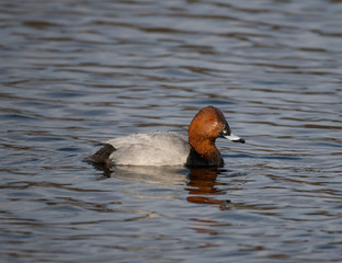 Male Common Pochard in a pond at the district Bromma in Sweden a sunny spring morning