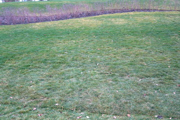 Green grass. Background.