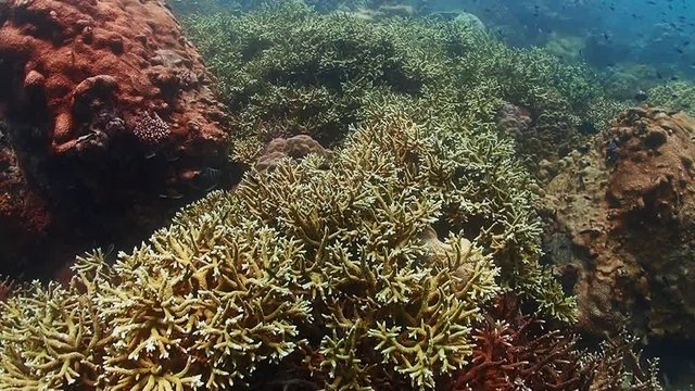 Underwater Colorful Tropical Fishes. Tropical underwater sea fishes. Underwater fish reef marine. Tropical colorful seascape.
