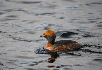 Horned grebe in a pond a sunny spring day in the district Bromma in Sweden