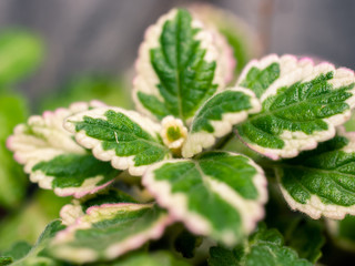 close up of green plant