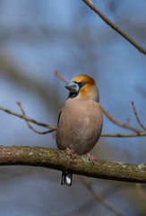 Hawfinch on a branch in the spring at a park in the district of Bromma in Stockholm a sunny spring day.
