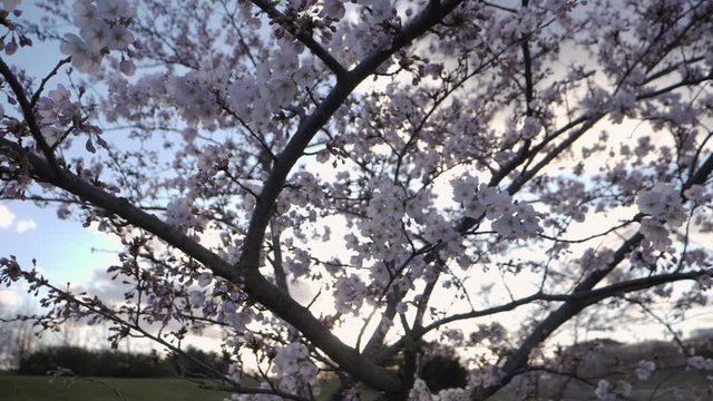 Blooming sakura tree in Kaunasin evening sunlight.