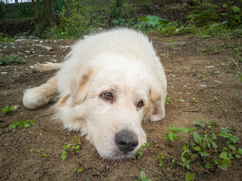 perro blanco descansando en el suelo del bosque.