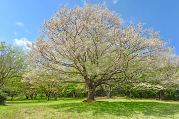 北山公園の桜（東村山市）