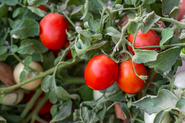 Fresth tomatoes plant in field 