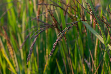 Purple rice in field with green leaves 