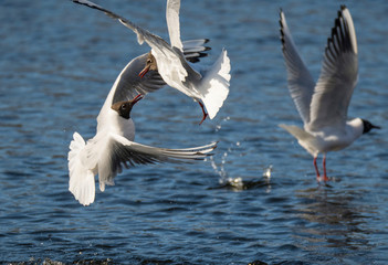 Two seagulls fighting over a female seagull in a pond a sunny spring day in the district Bromma in Sweden