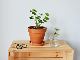 Syngonium house plant in terracotta pot, black scissors , leaves in glass jar and wooden box over white  
