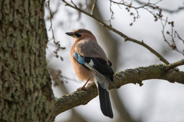 Jay in the spring at a park in the district of Bromma in Stockholm a sunny day.