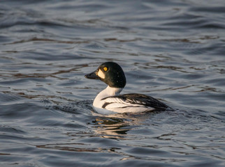 Male Golden-eye at a pond in the district of Djurgården  in Stockholm