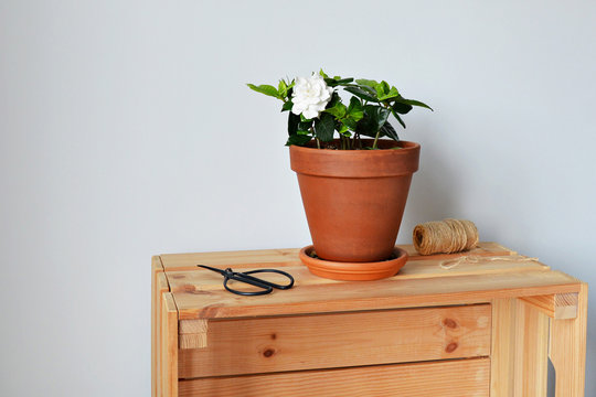 Blooming white gardenia in terracotta pot, black scissors, jute and wooden box over white 