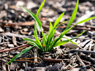 new life in the garden