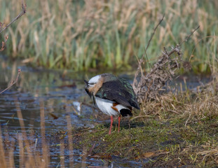 Northern lapwing at a pond in the district of Djurgården  in Stockholm