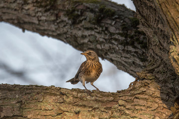 Fieldfare on a branch in the spring at a park in the district of Bromma in Stockholm a sunny day.