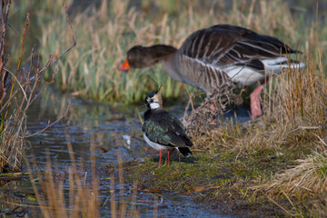 Northern lapwing and a gray geese in the background at a pond in the district of Djurgården  in Stockholm