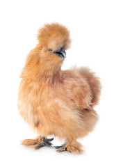 bantam silkie in studio