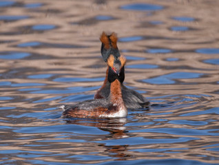 Pair of Horned grebe in a pond a sunny spring day in the district Bromma in Sweden
