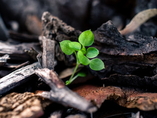 new life in the garden