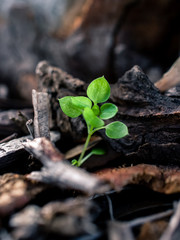 green sprout growing from the ground