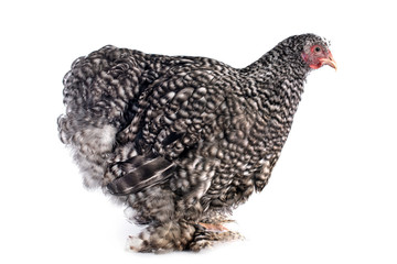 cuckoo Cochin chicken