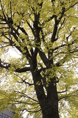 Obraz premium 春の公園の木