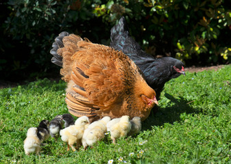 brahma chicken and chicks