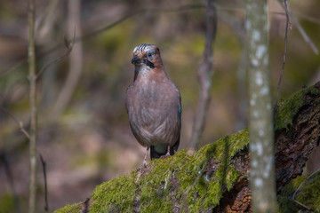 Jay in the spring at a park in the district of Bromma in Stockholm a sunny day.