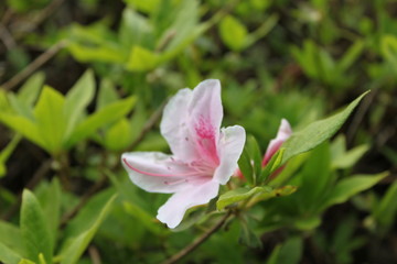 Fototapeta premium ピンクの花