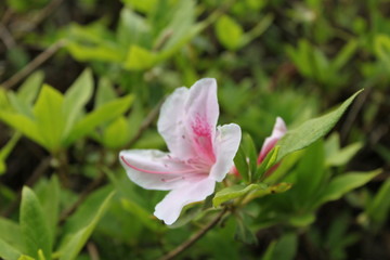 ピンクの花