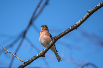 Chaffinch on a branch in the spring at a park in the district of Bromma in Stockholm a sunny day.