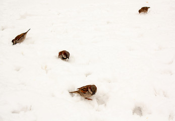 birds in the snow