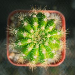 thorn cactus texture background, close up. well known species of cactus
