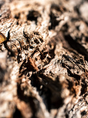 close up of a tree bark