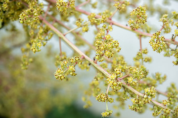 Bunch of mango flowers on tree