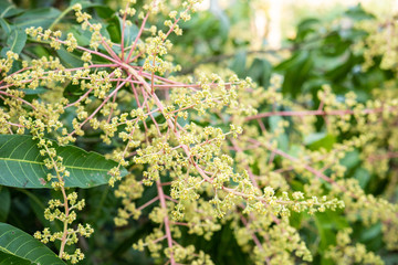 Bunch of mango flowers on tree