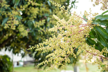 Bunch of mango flowers on tree
