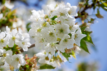 Springtime cherry tree blossom flower