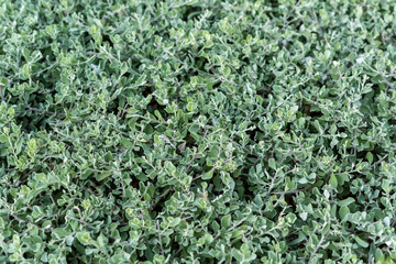 Wall of nature plant backgrounds.