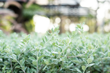 Wall of nature plant backgrounds.