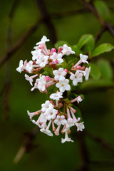 Petals of blooming plant in the park