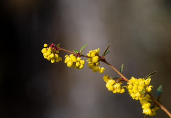 Petals of blooming plant in the park