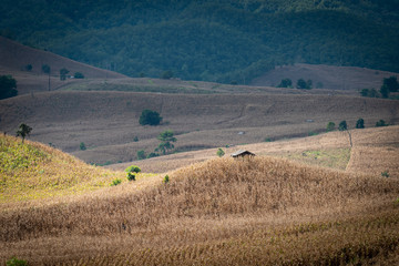 Obraz premium corn fields in the mountains on the north of Thailand.